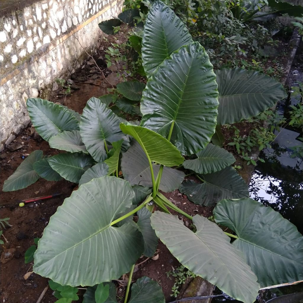 Alocasia Sumo - Oreille d'éléphant
