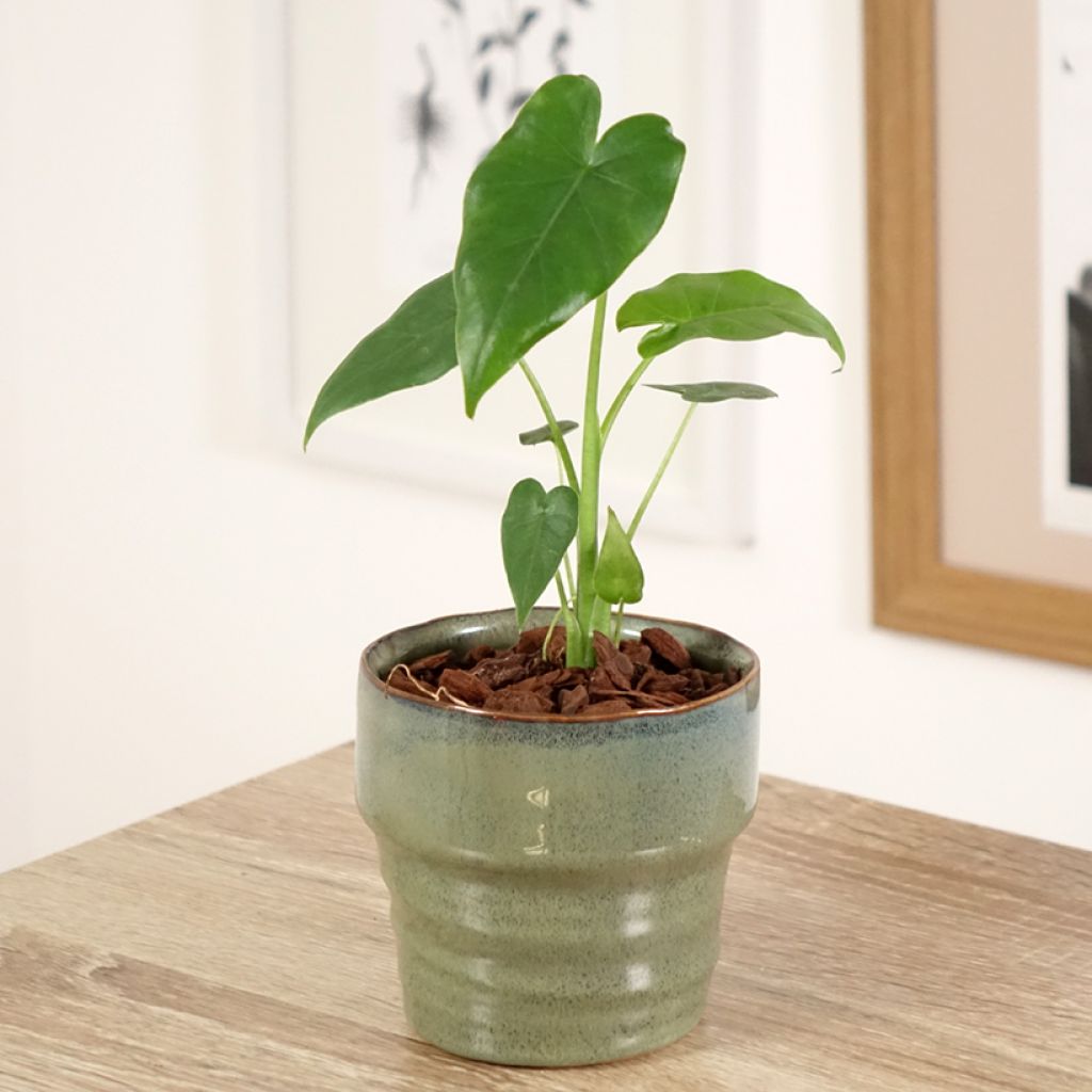 Alocasia California - Oreille d'éléphant