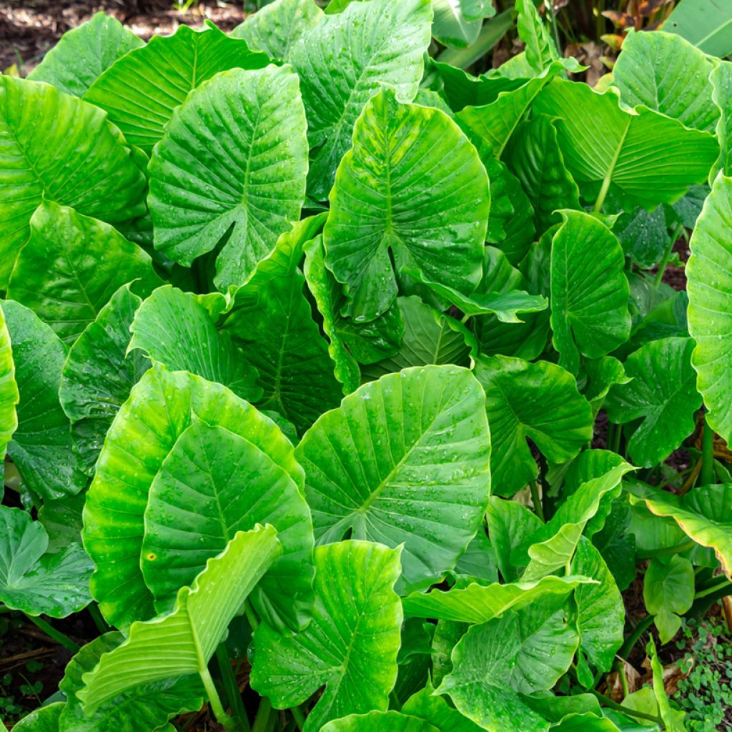 Alocasia California - Oreille d'éléphant