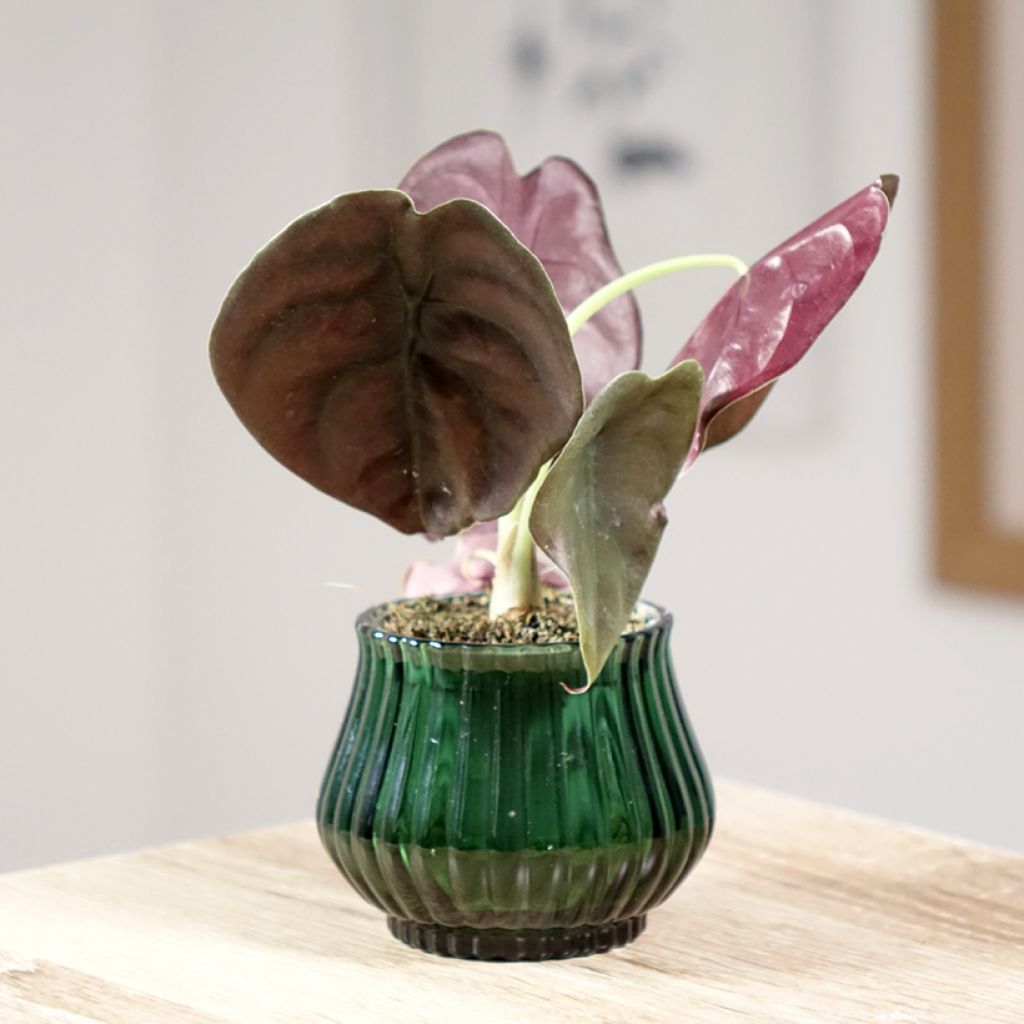 Alocasia cuprea Red - Oreille d'éléphant