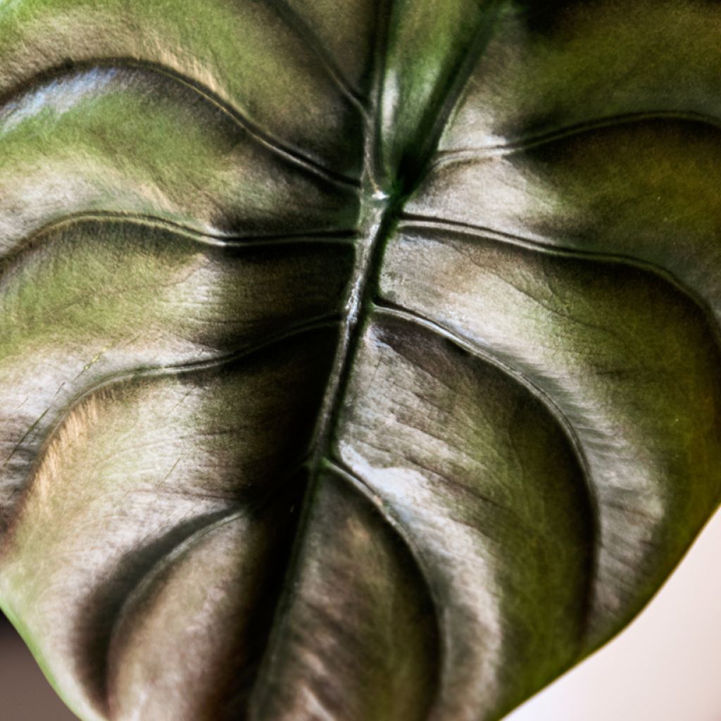 Alocasia cuprea Red - Oreille d'éléphant
