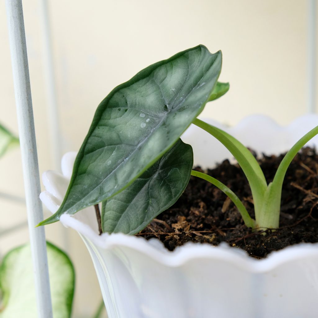 Alocasia Dewey's Reversa - Oreille d'éléphant