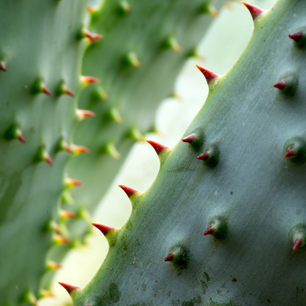 Aloe marlothii - Aloès de montagne
