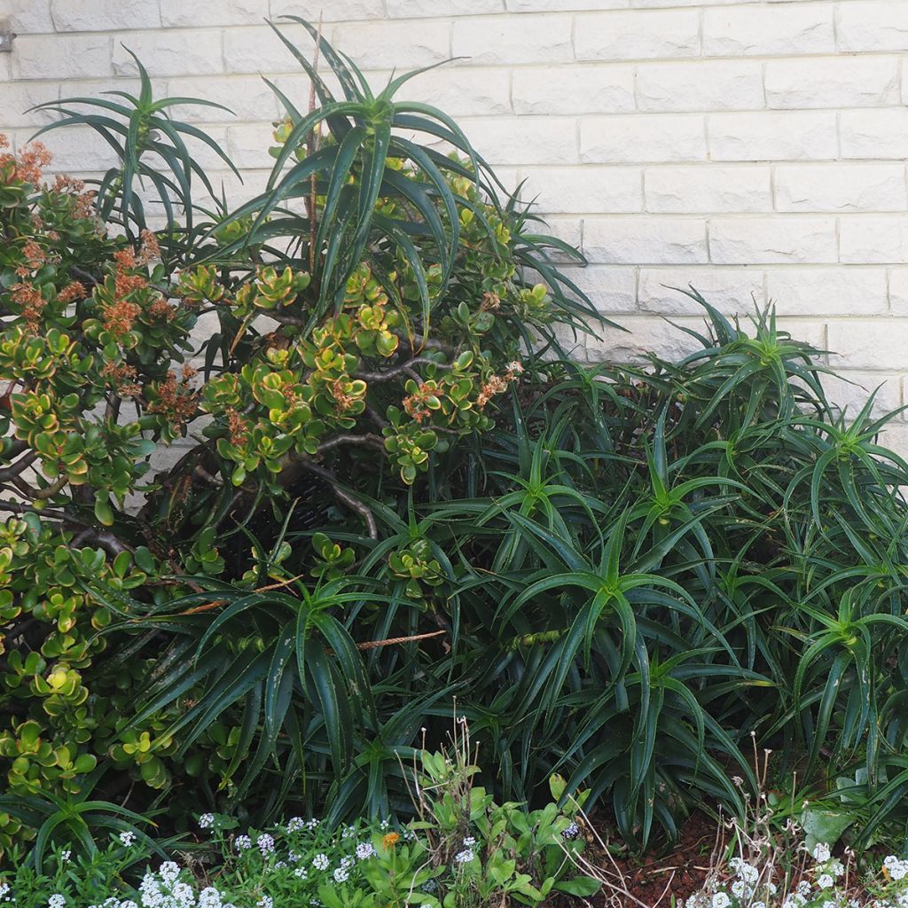 Aloe striatula ArticJungle - Aloès arbustif