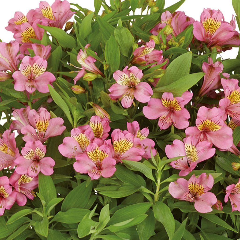 Alstroemeria Summer Rose - Lis des Incas