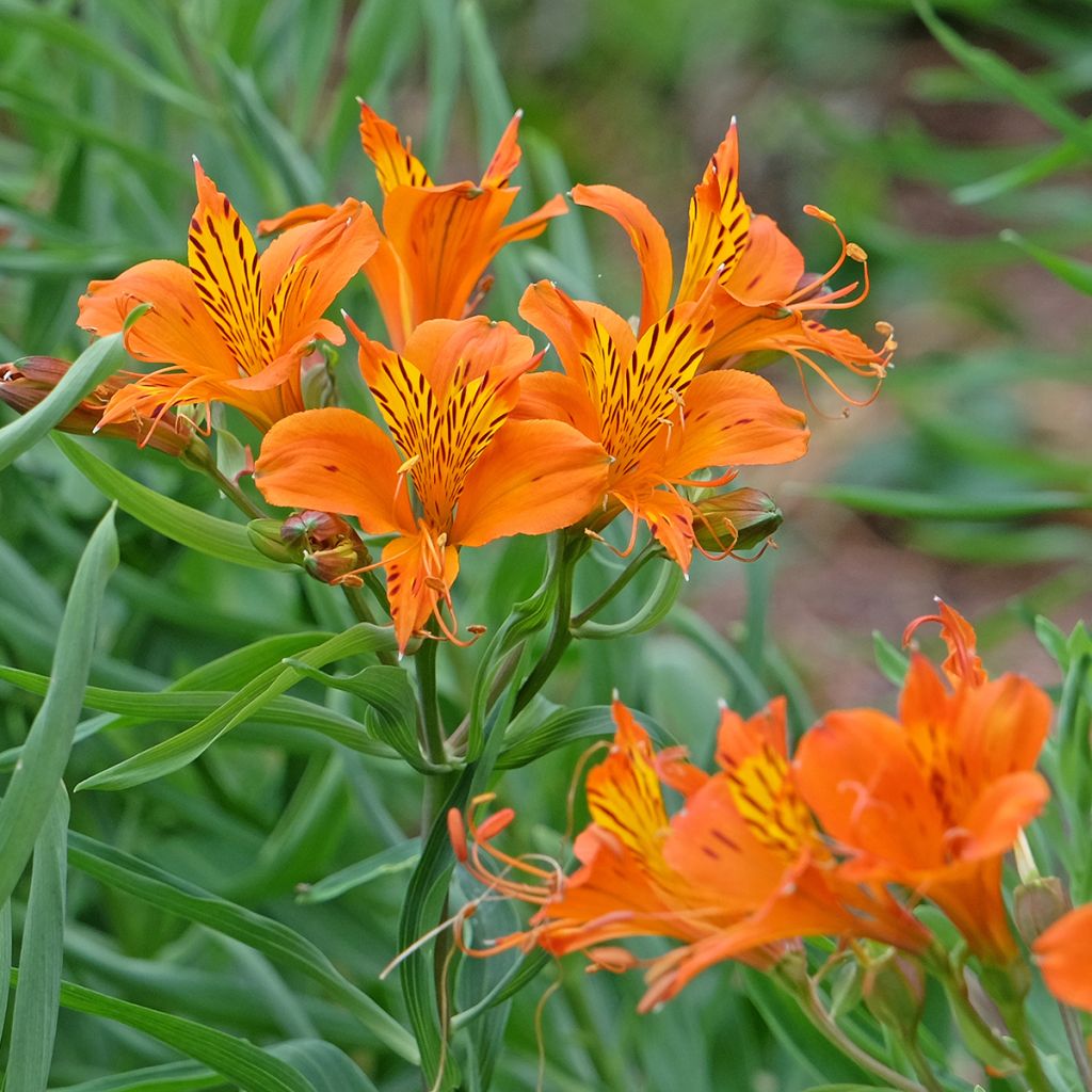 Alstroemeria aurea Orange King - Lys des Incas