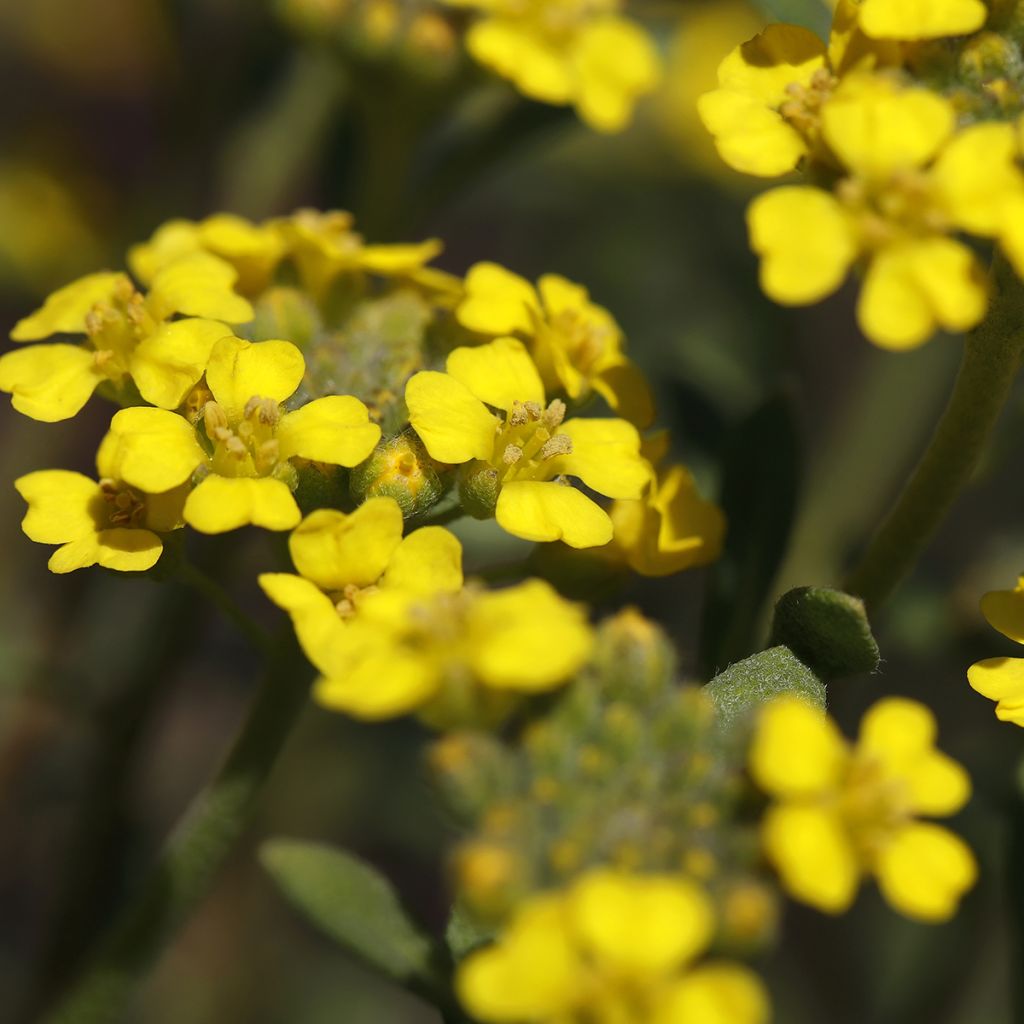 Alyssum montanum Berggold - Corbeille d'Or