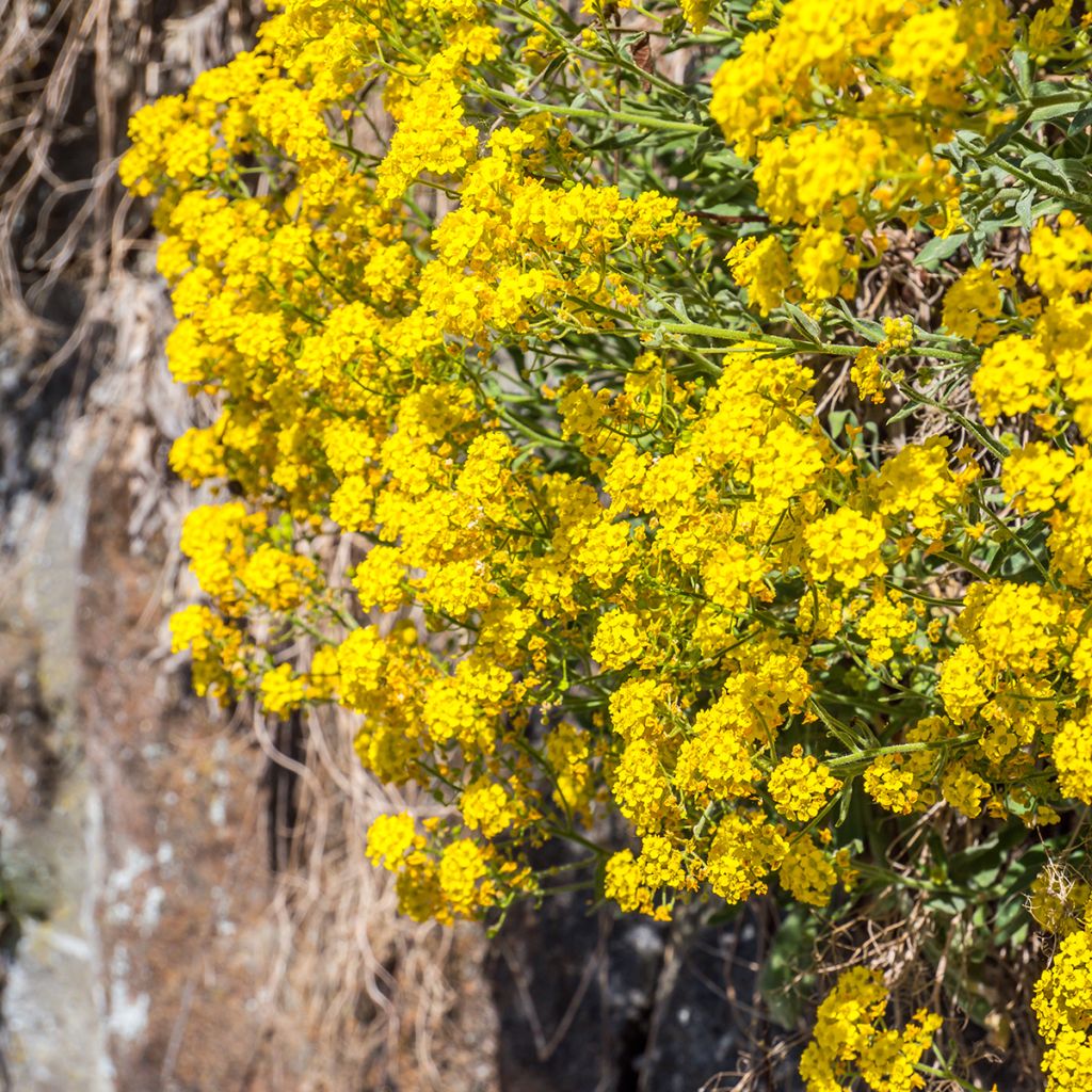 Alyssum saxatile Goldkugel - Corbeille d'Or à fleurs jaunes