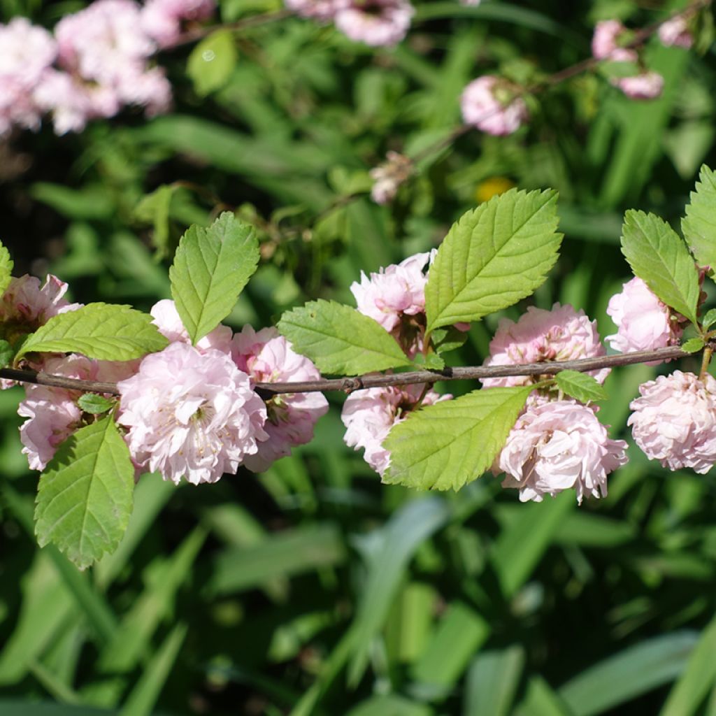 Amandier à fleurs - Prunus triloba Multiplex