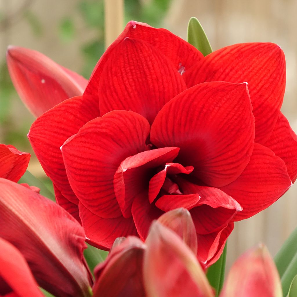 Amaryllis Double Dragon