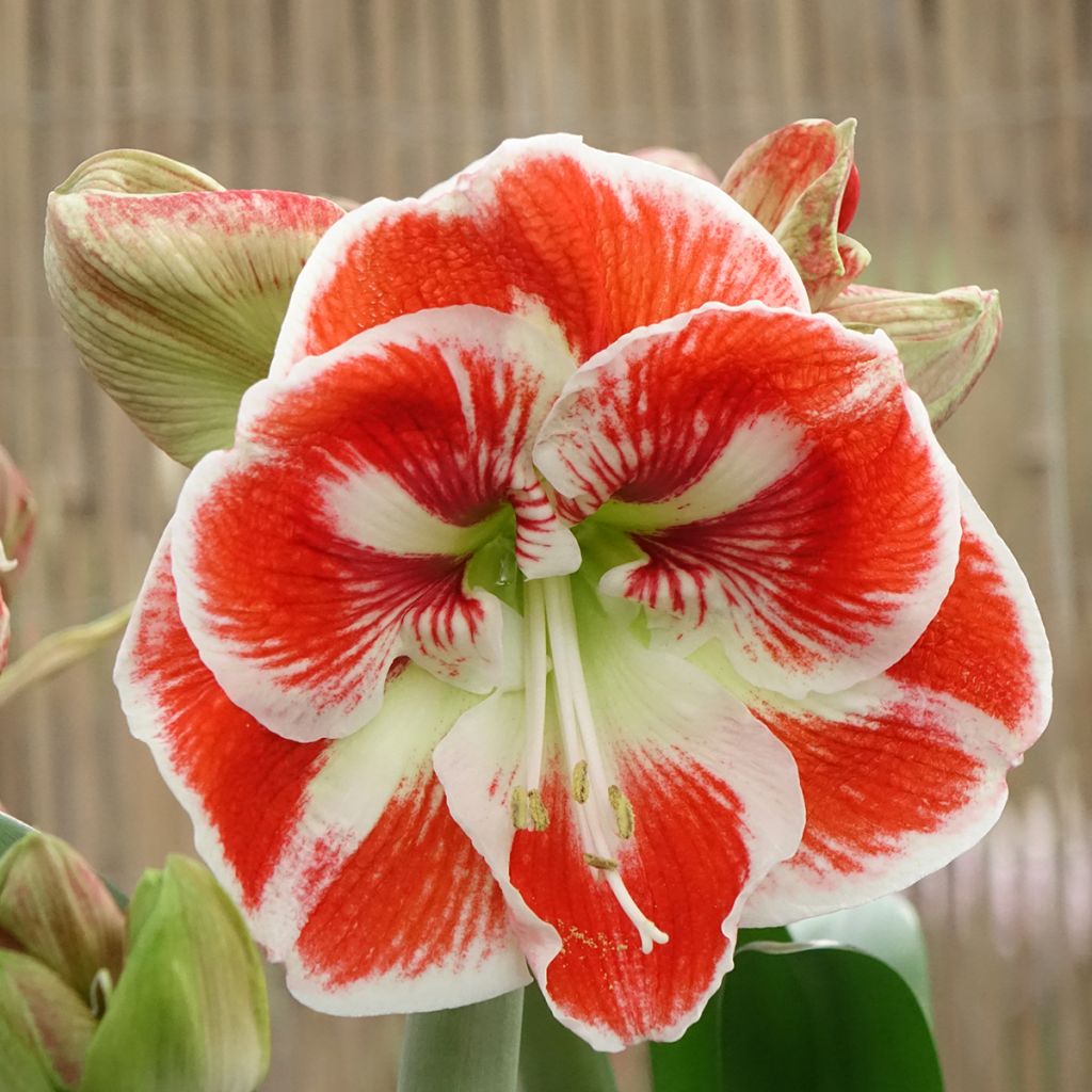 Amaryllis Samba