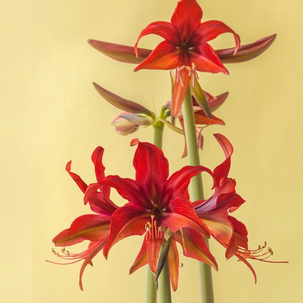 Amaryllis Cybester Bogota 