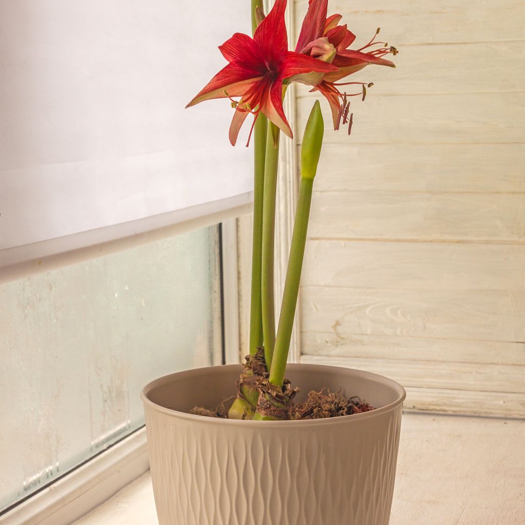 Amaryllis Cybester Bogota 