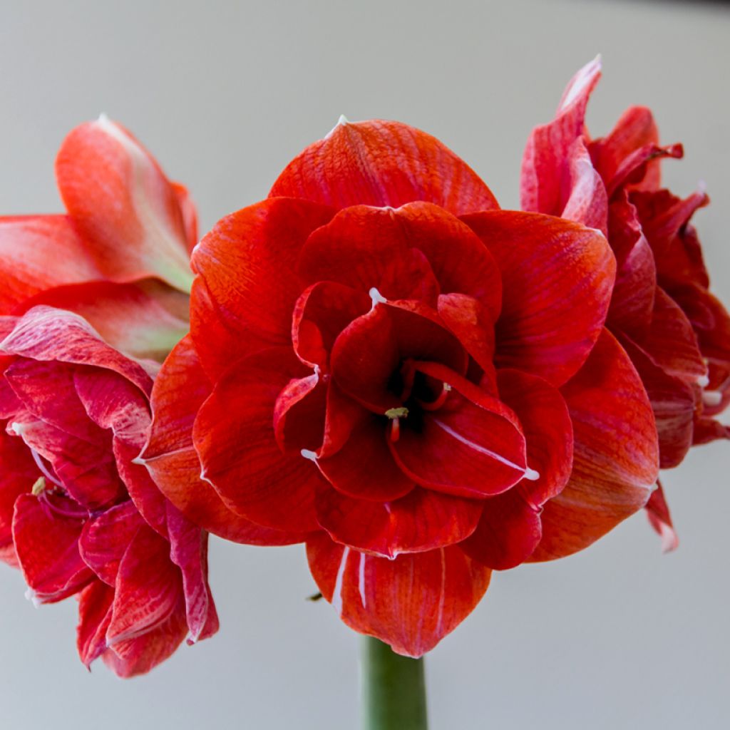 Amaryllis Double Dragon