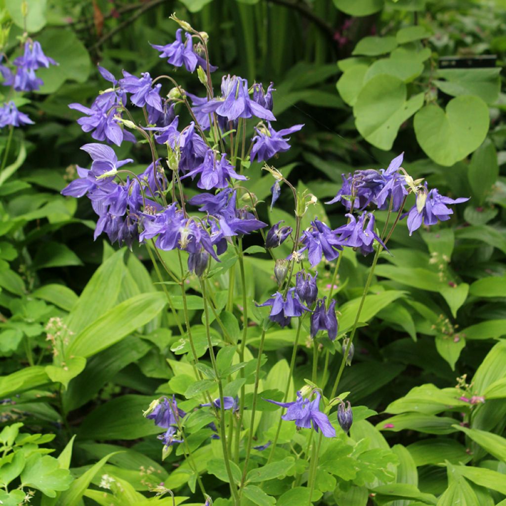 Ancolie - Aquilegia vulgaris