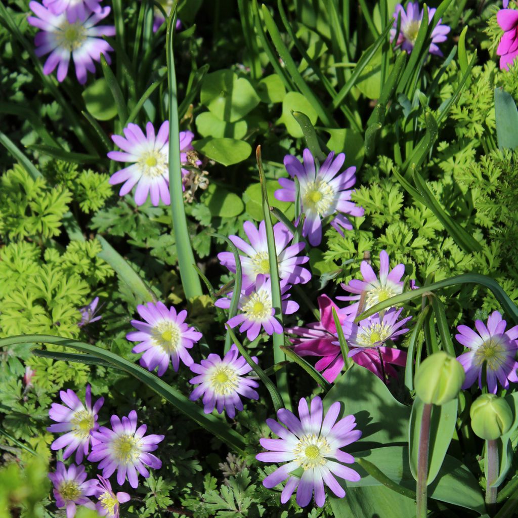 Anémone blanda Charmer