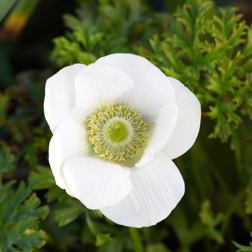 Anemone coronaria The Bride - Anémone de Caen