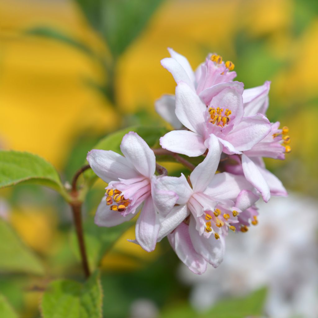 Deutzia hybride Mont Rose - Deutzie