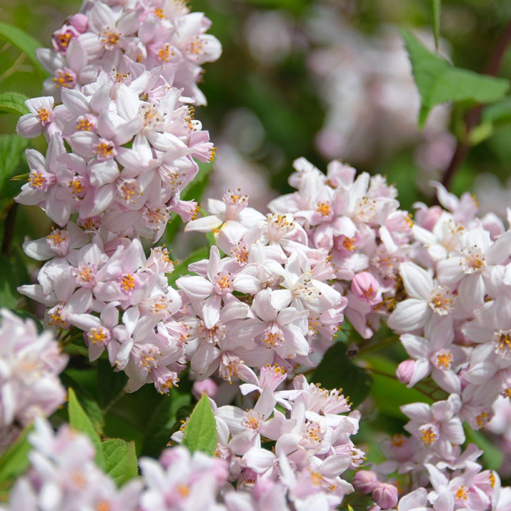 Deutzia hybride Mont Rose - Deutzie