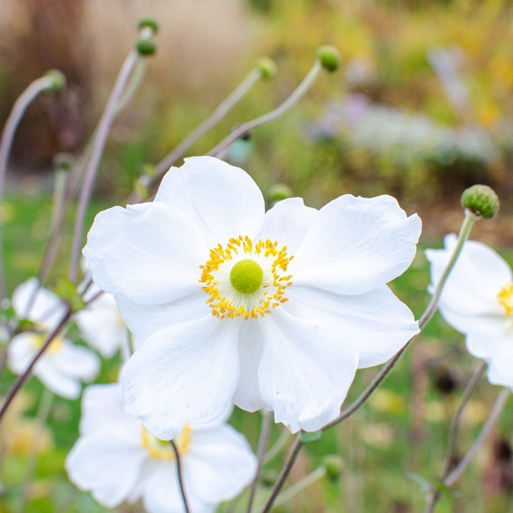 Anémone japonaise Whirlwind