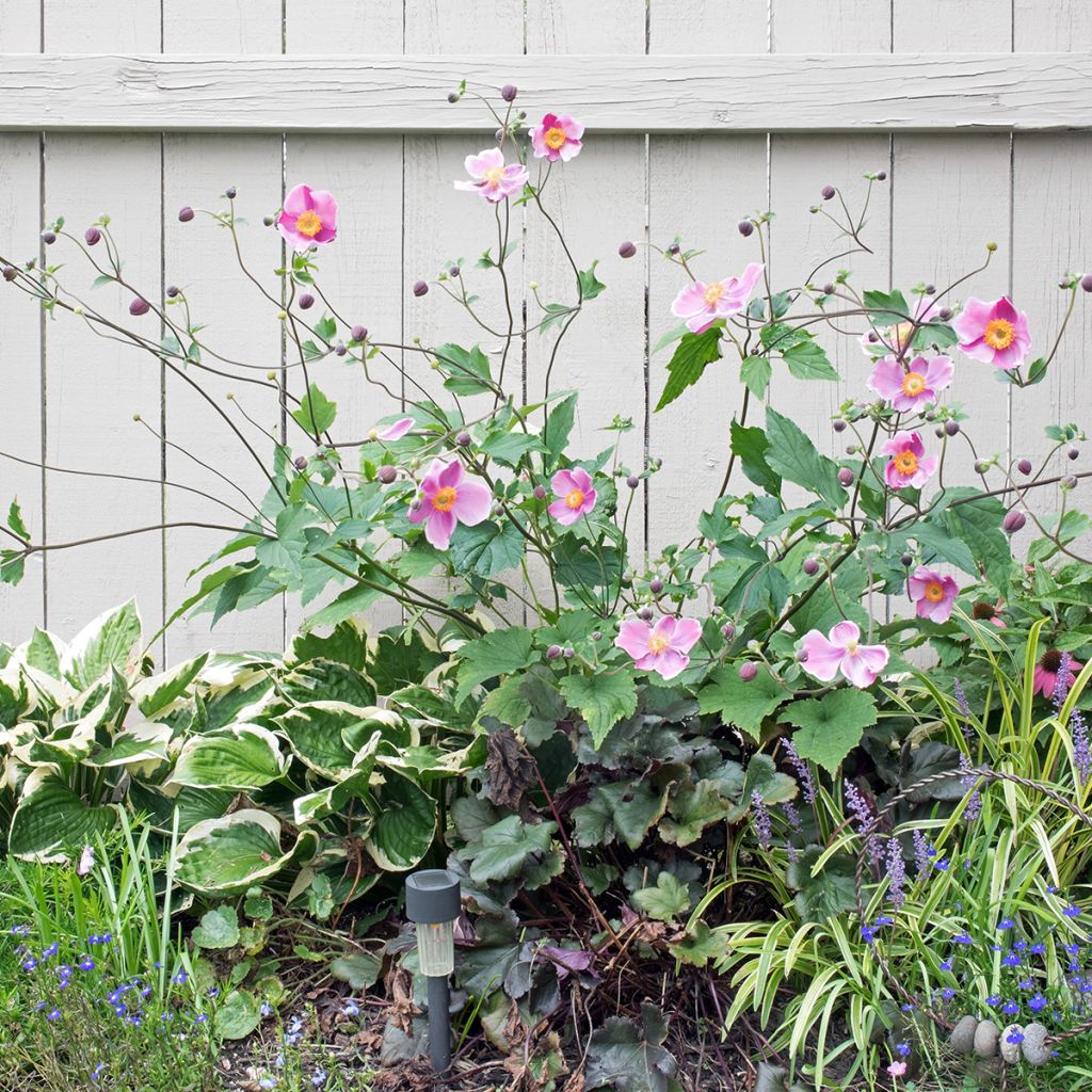 Anémone japonaise September Charm - Anemone hupehensis