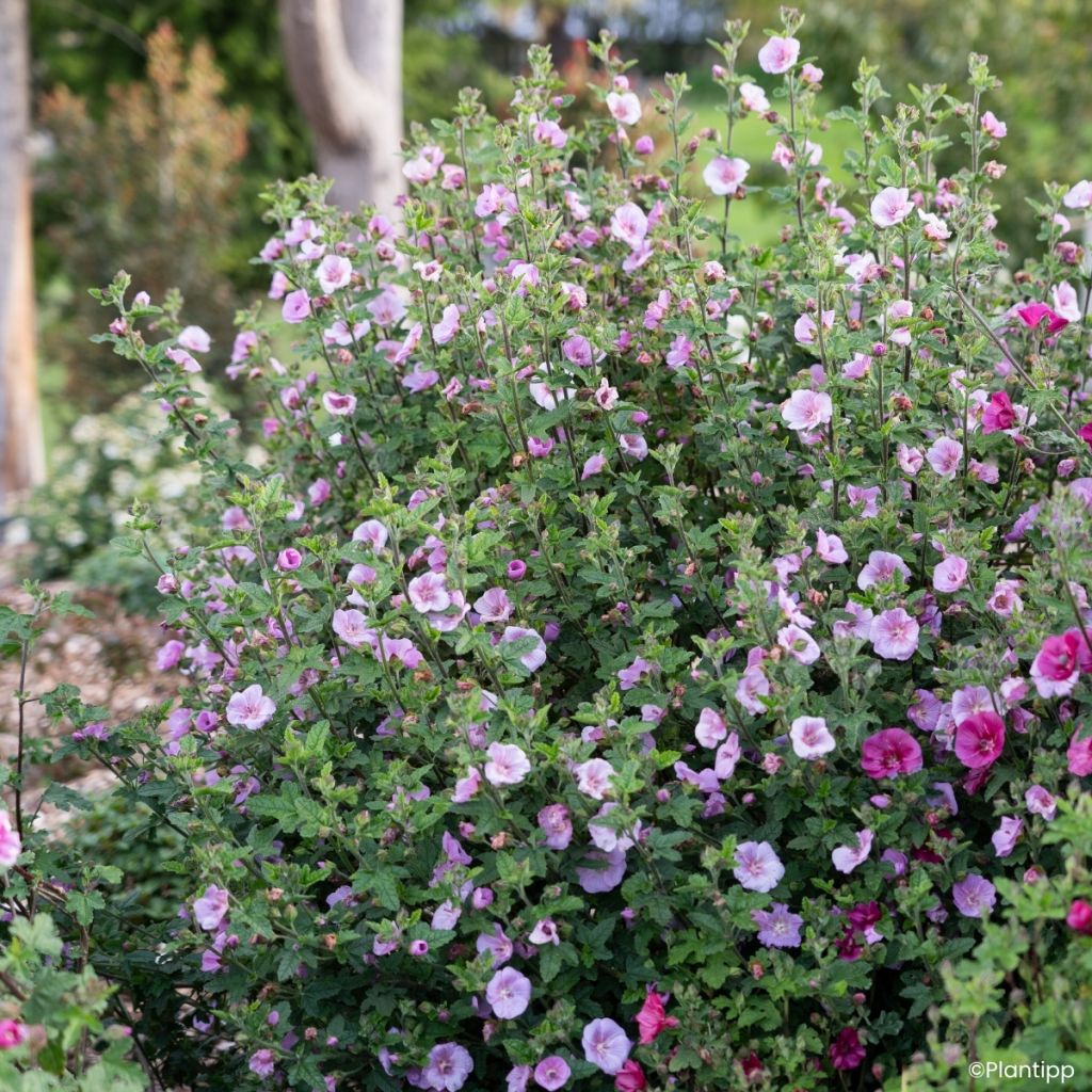 Anisodontea Cotton Candy Pink - Mauve du Cap