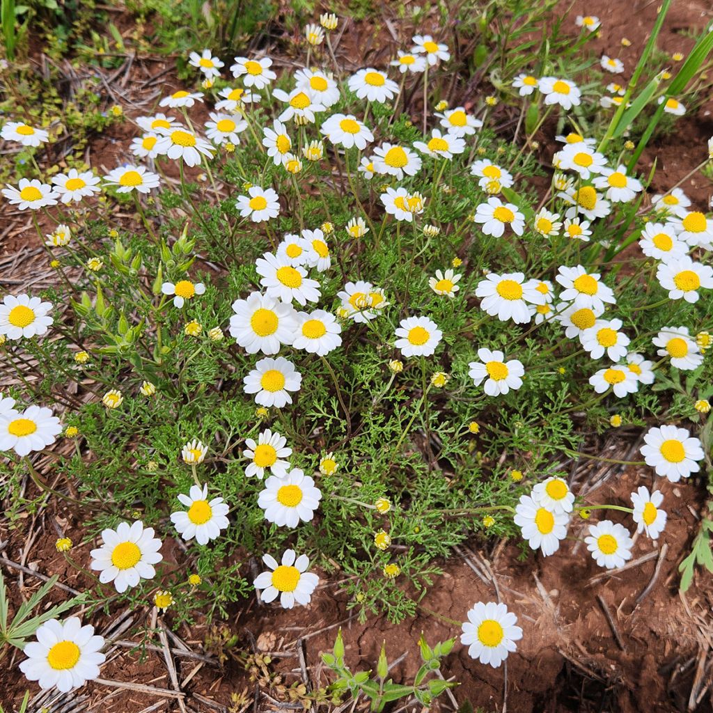 Anthemis cretica - Anthémis de Crète