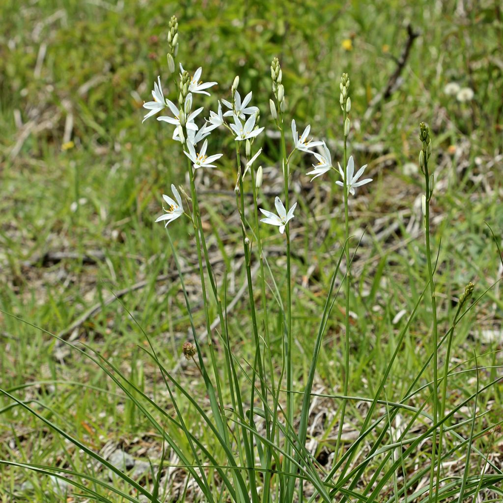 Phalangère à fleurs de lis - Anthericum liliago