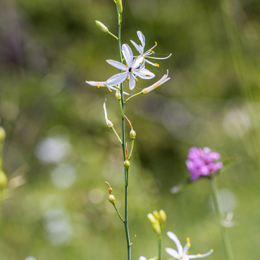 Phalangère à fleurs de lis - Anthericum liliago
