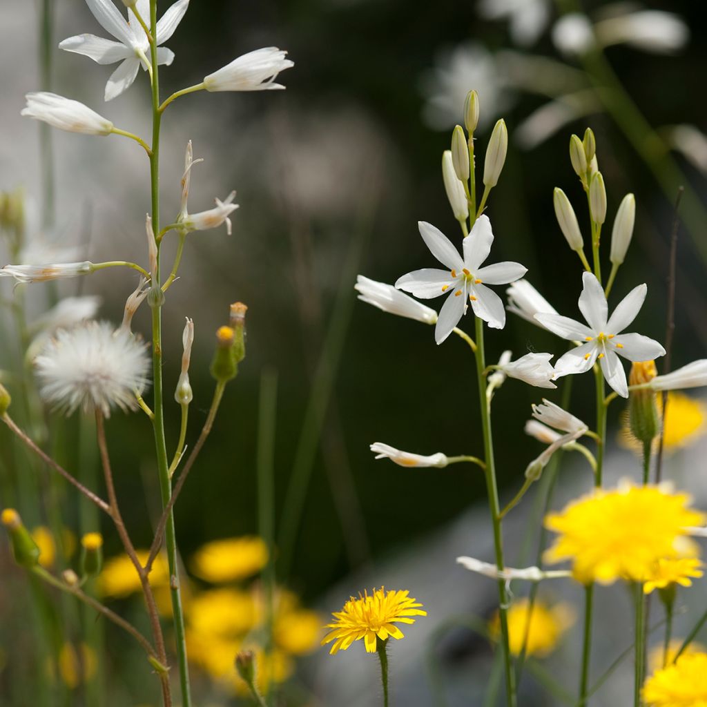 Phalangère à fleurs de lis - Anthericum liliago