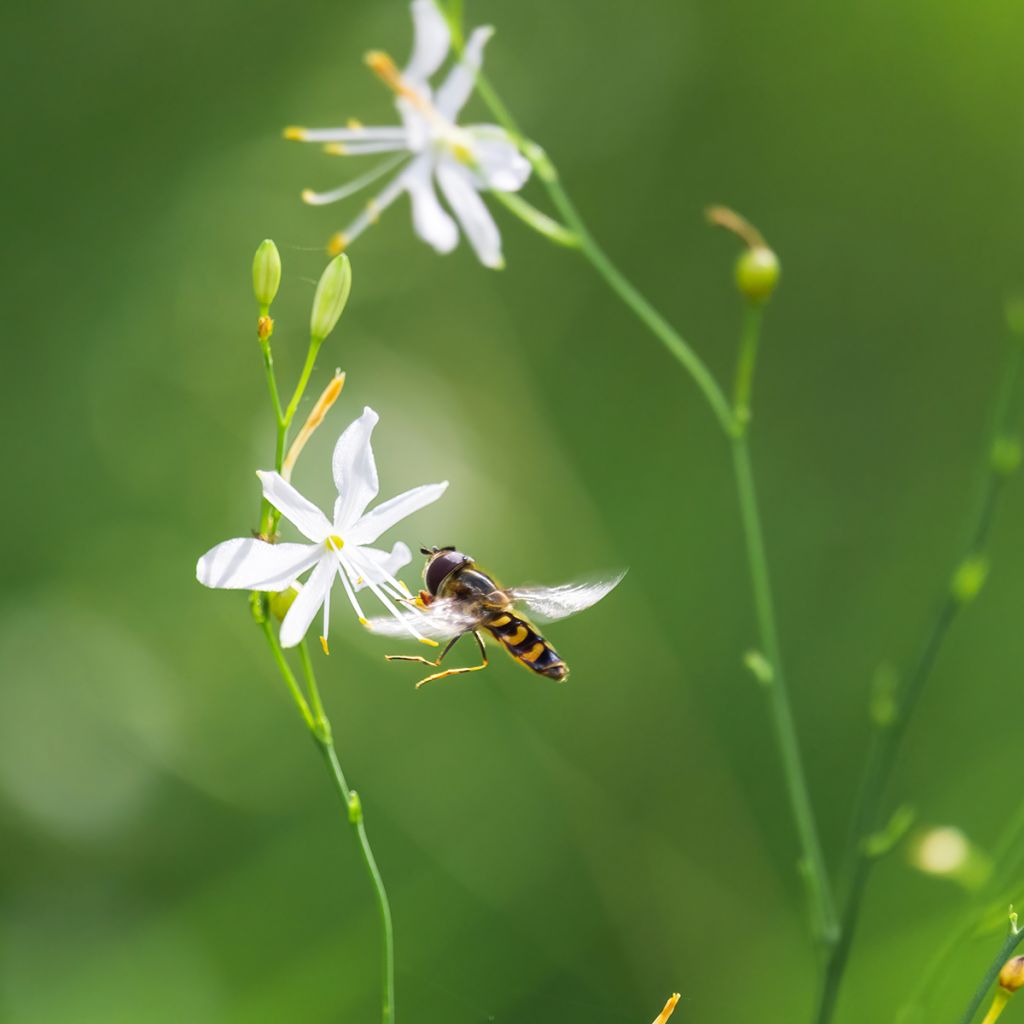 Phalangère à fleurs de lis - Anthericum liliago