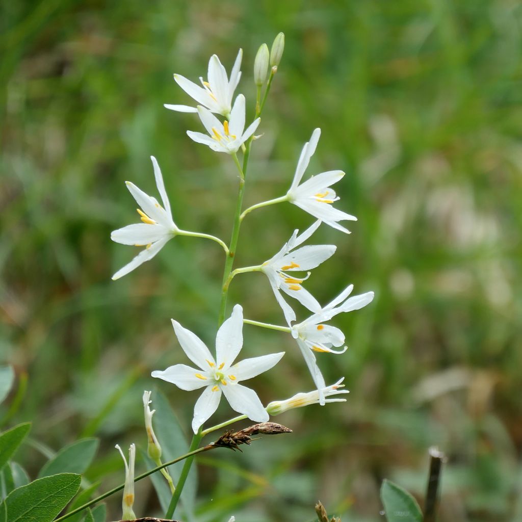 Phalangère à fleurs de lis - Anthericum liliago