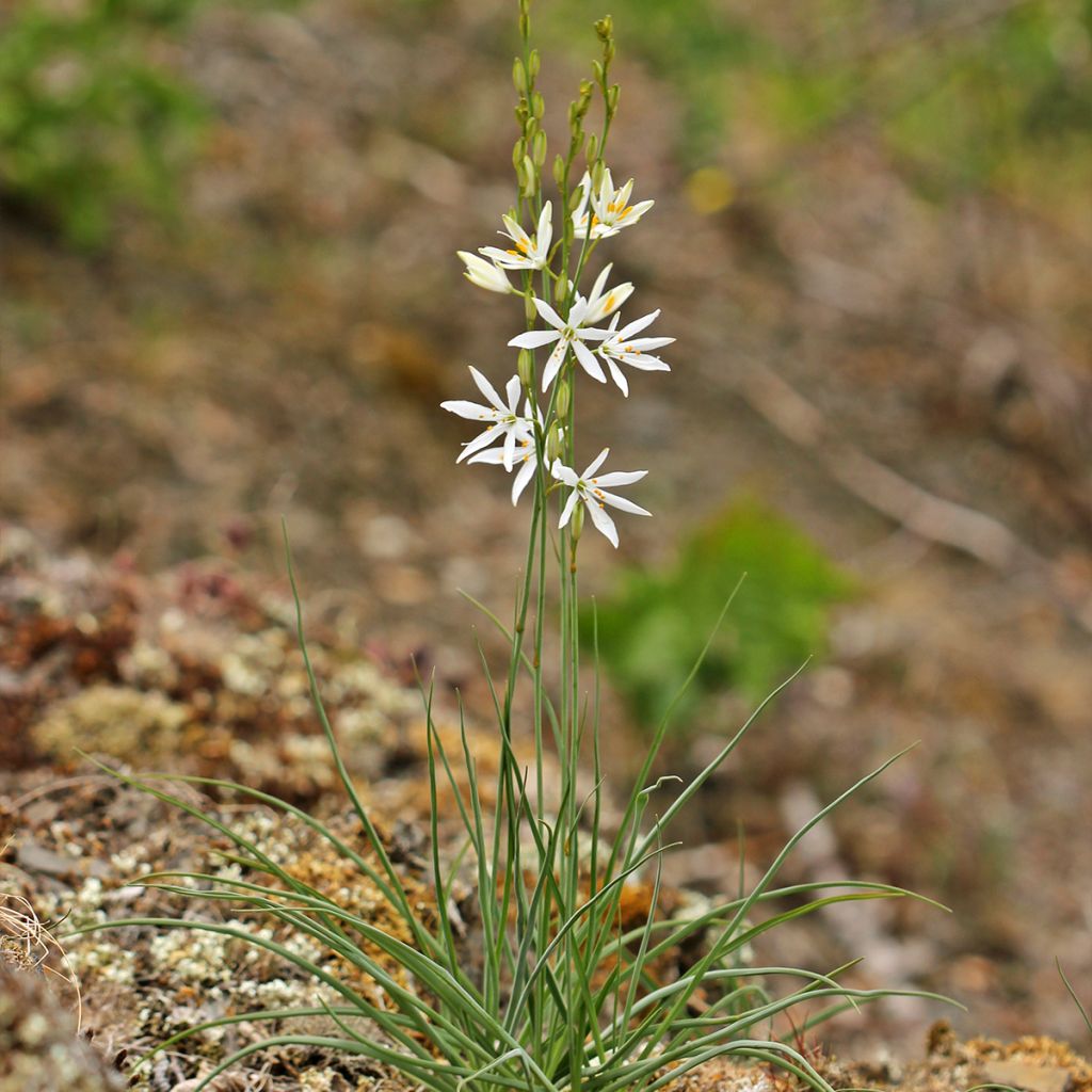 Phalangère à fleurs de lis - Anthericum liliago