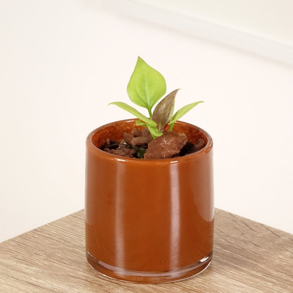 Anthurium jenmanii Gold