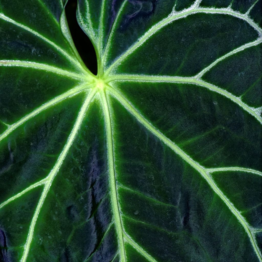 Anthurium magnificum