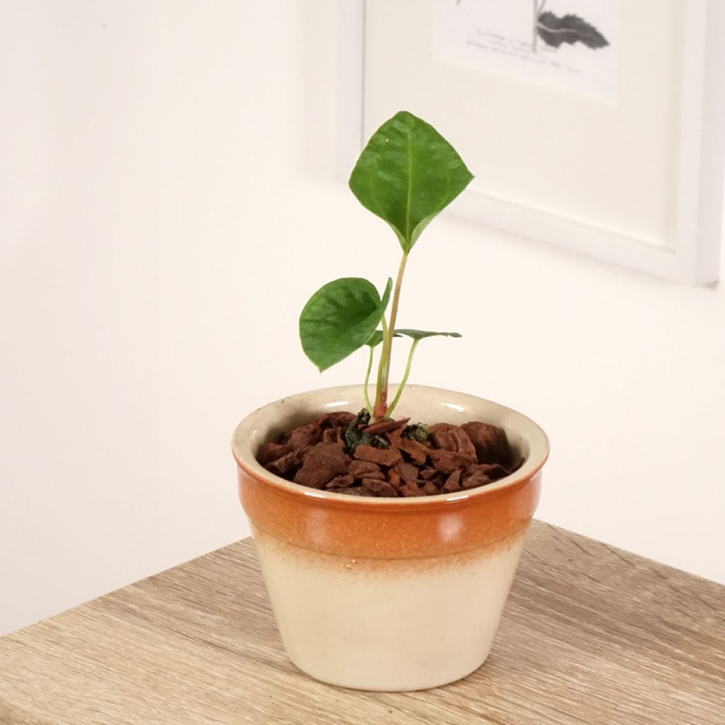 Anthurium magnificum x Dark Phoenix