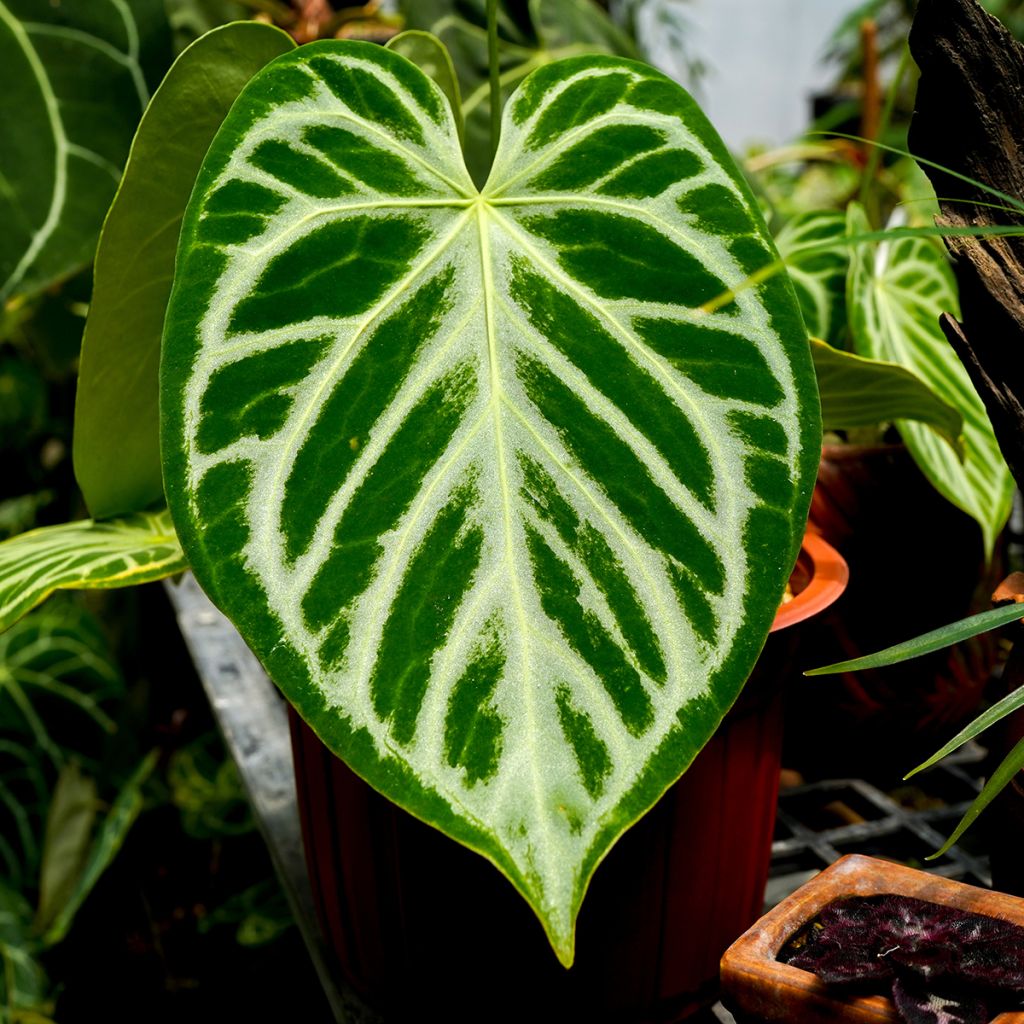 Anthurium Crystal Hope