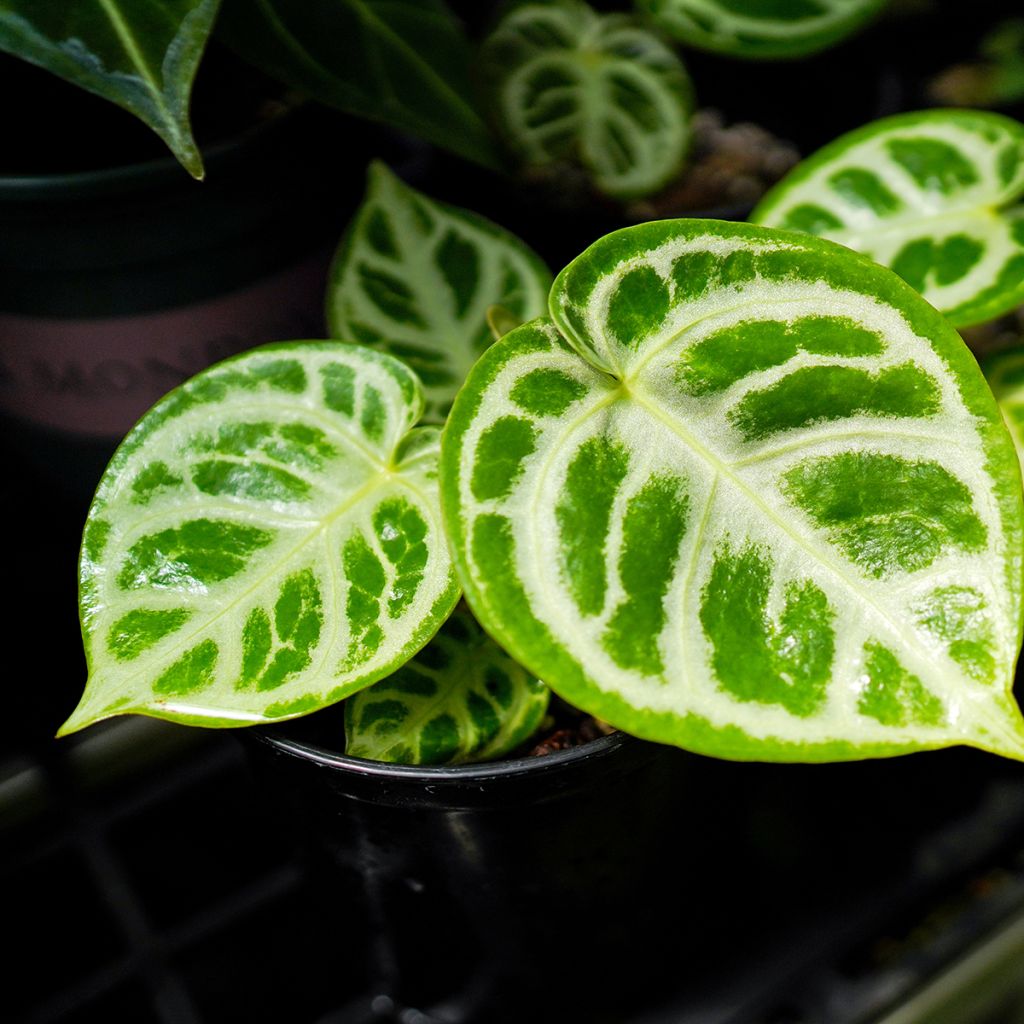 Anthurium Crystal Hope