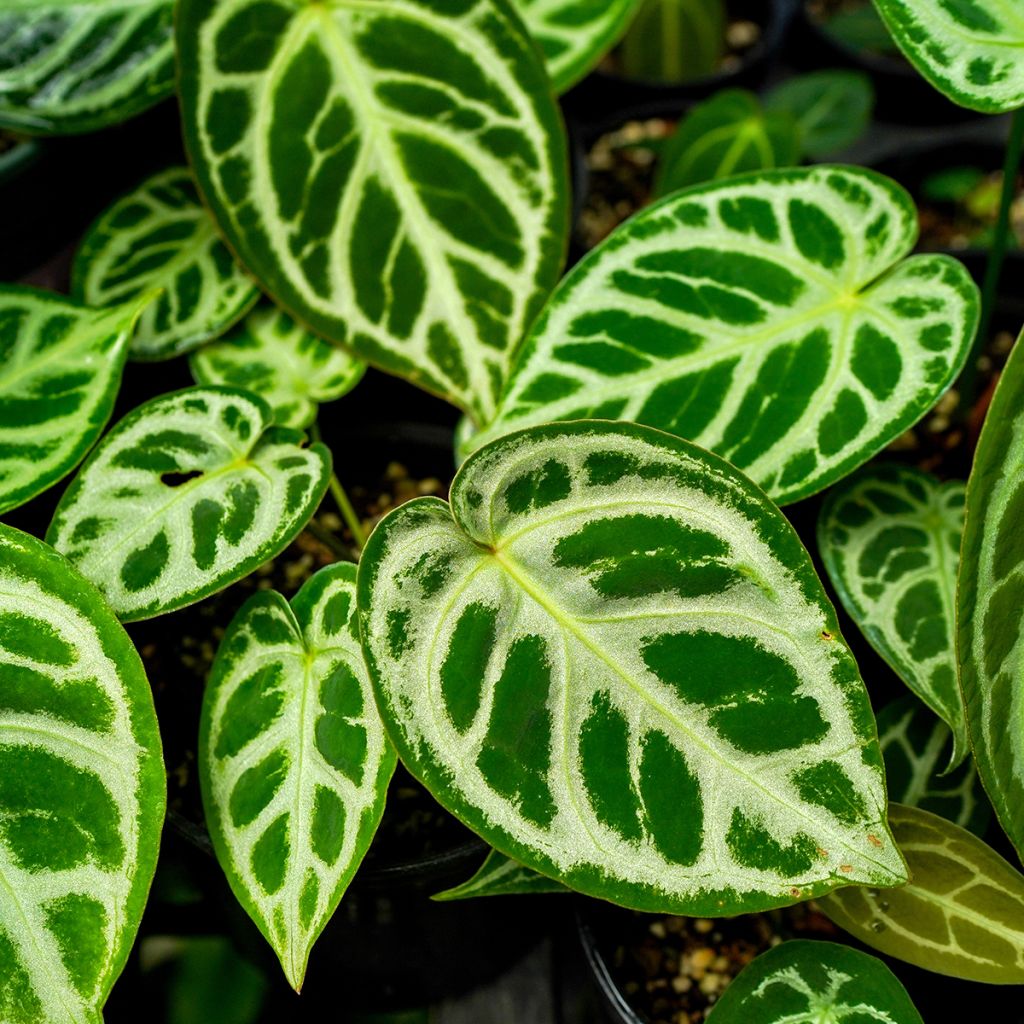 Anthurium Crystal Hope