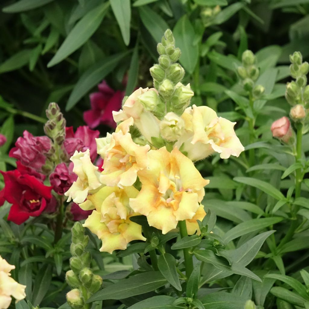Graines de Muflier Sweet Duet Citrus - Antirrhinum majus
