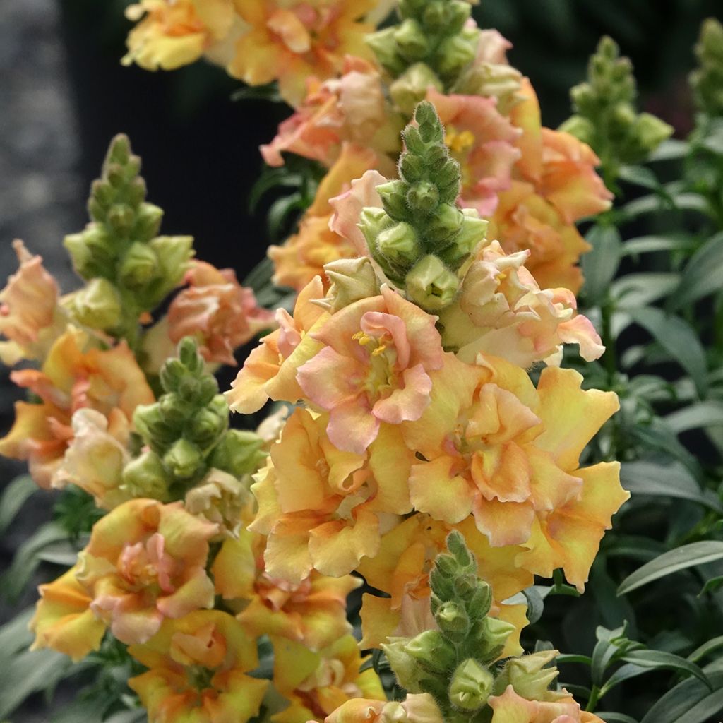 Graines de Muflier Sweet Duet Citrus - Antirrhinum majus