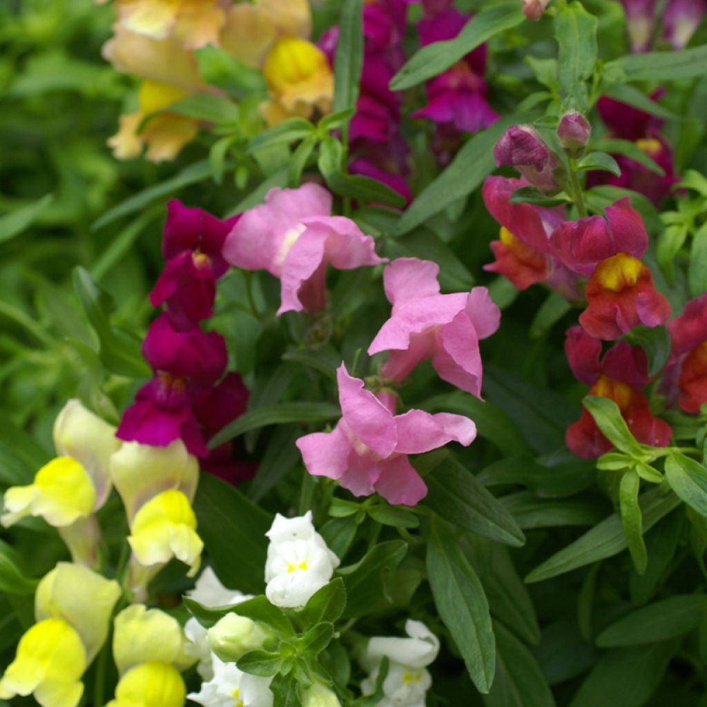 Graines de Muflier nain Emerald Isles - Antirrhinum majus pumilum