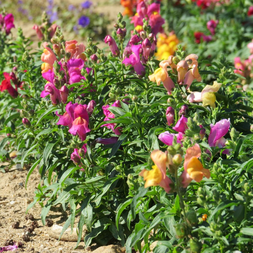 Graines de Muflier nain Emerald Isles - Antirrhinum majus pumilum