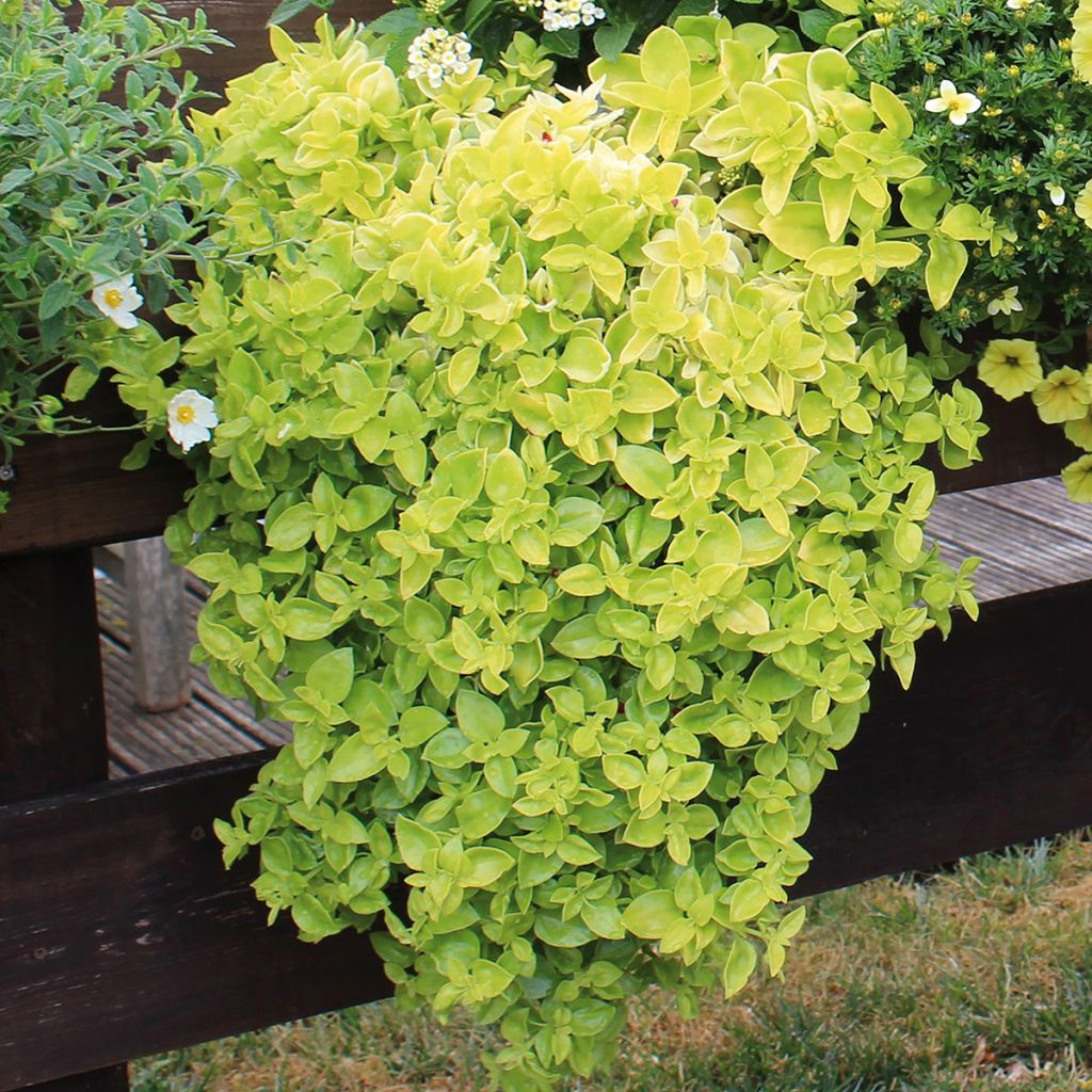 Aptenia Golden Cascade - Ficoide à feuilles en coeur