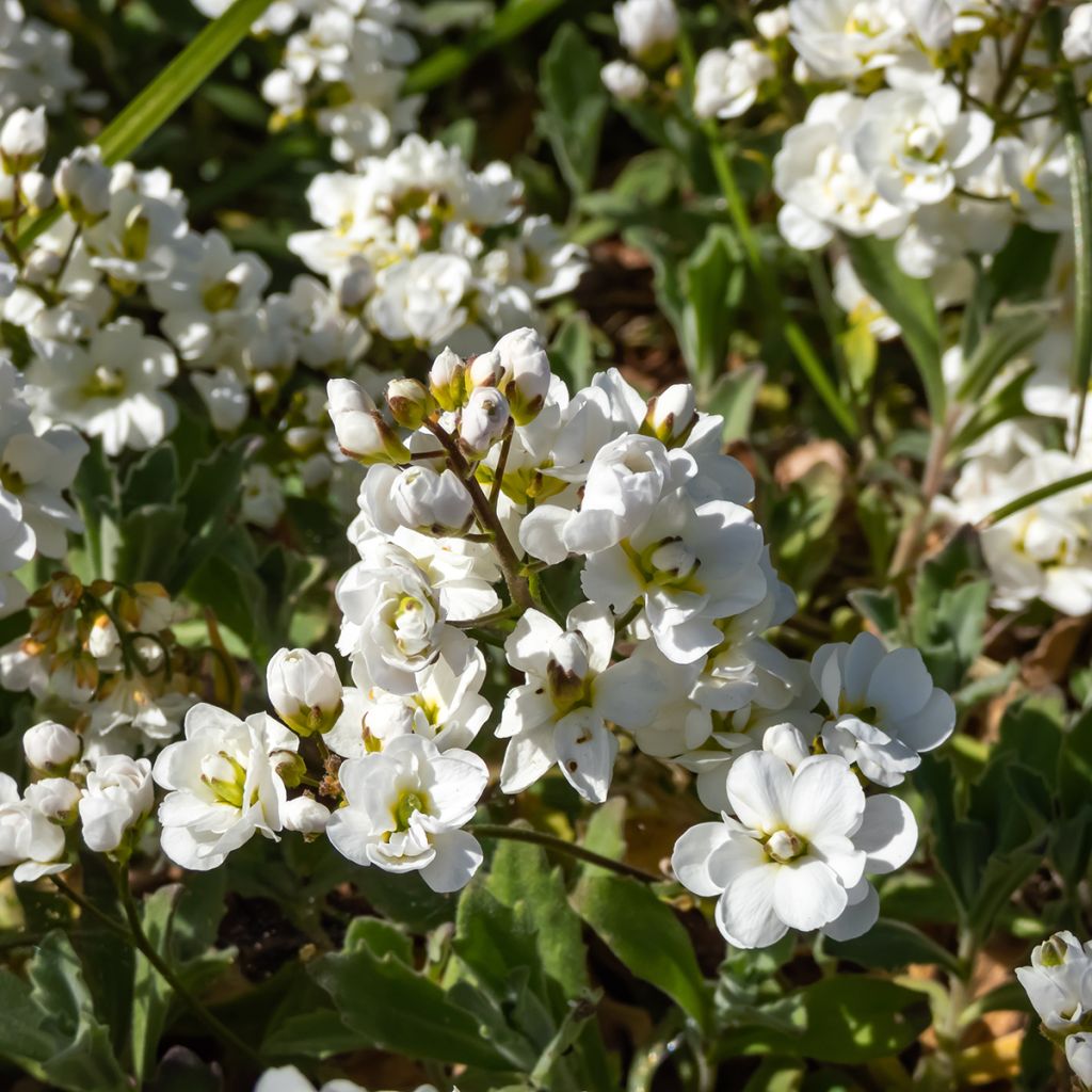 Arabis caucasica Plena - Corbeille d'argent