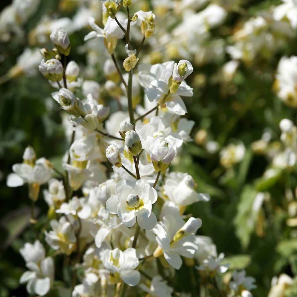 Arabis caucasica Plena - Corbeille d'argent