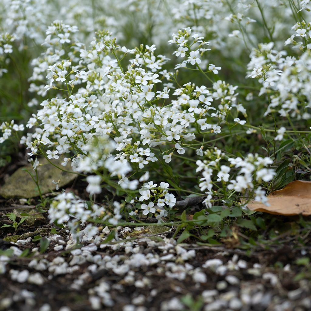 Arabis ferdinandi coburgii - Arabette, Corbeille d'argent