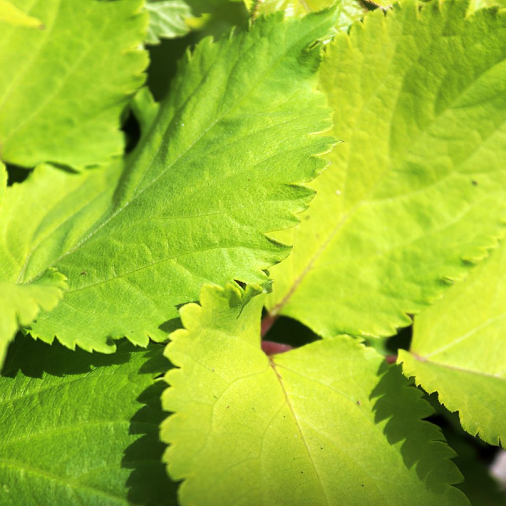 Aralia cordata Sun King - Aralie dorée