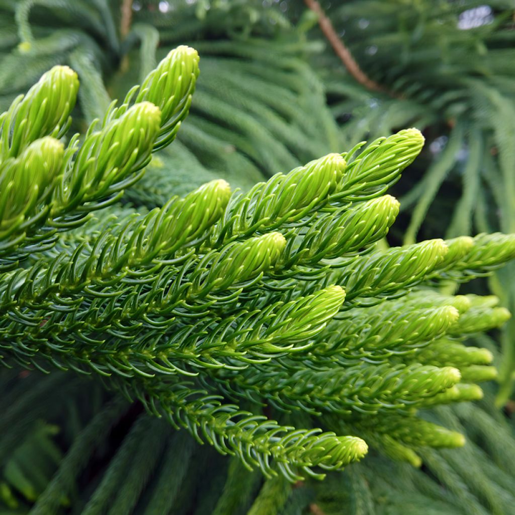 Araucaria heterophylla - Pin de Norfolk