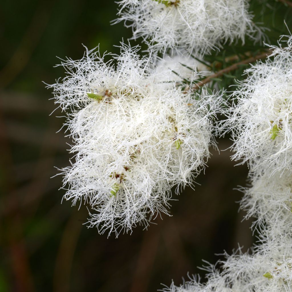 Melaleuca alternifolia - Arbre à thé